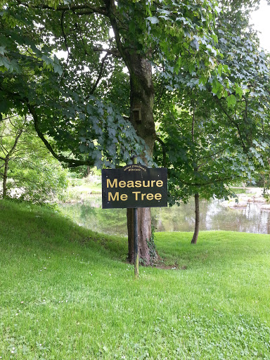 Measure Me Tree