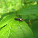 Carolina Cantharid
