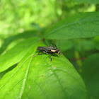 Carolina Cantharid