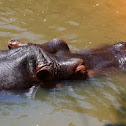 Hippopotamus