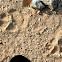 Brown Hyaena tracks