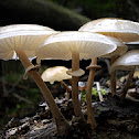 Porcelain Fungus