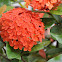Ixora