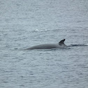 Antarctic Minke Whale