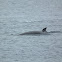 Antarctic Minke Whale