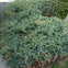 Bush