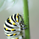 eastern black swallowtail catepiller