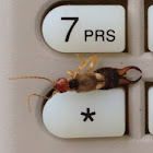 Earwig