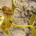 Papo de peru