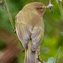 Chifchaff; Mosquitero Común