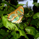 malachite