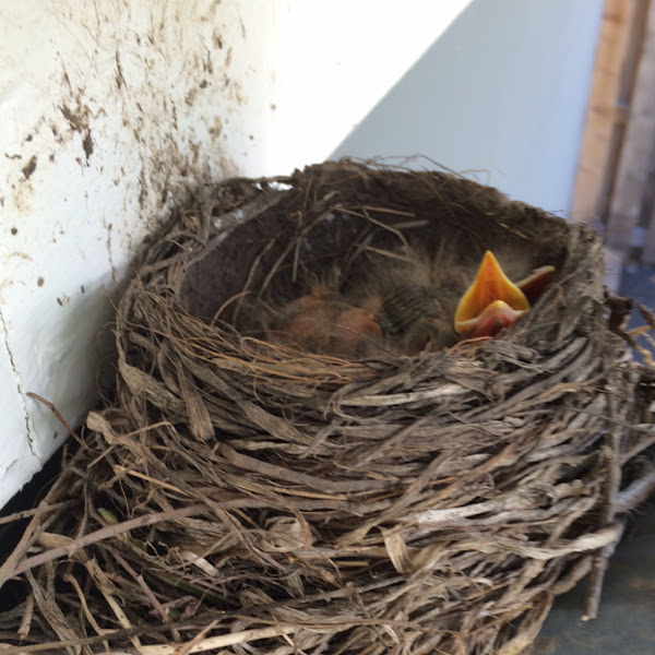 Robin Hatchlings Project Noah