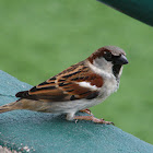House Sparrow