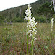 White bog orchid, bog candles