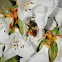 Tricolored Bumble Bee 