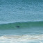Sting ray