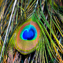Indian Peafowl