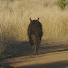 Brown Hyena