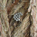 Shield bug eggs