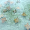 Whiptail stingray