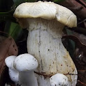 Thick stemmed mushroom