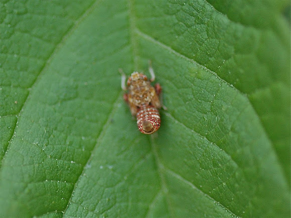 Spotting Image 1