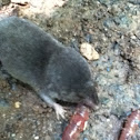 Vole
