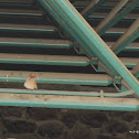 House Finch