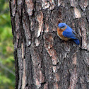 Eastern Bluebird