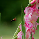 snoberry clearwing hummingbird moth