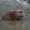 Muskrat