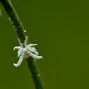 Flatidae nymph