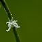 Flatidae nymph