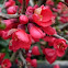 Chaenomeles