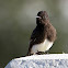 Black Phoebe