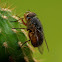 Blue-striped Blowfly?