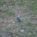 Indigo Bunting