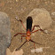 Pompilid Wasp