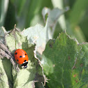 Seven-spotted Lady Beetle