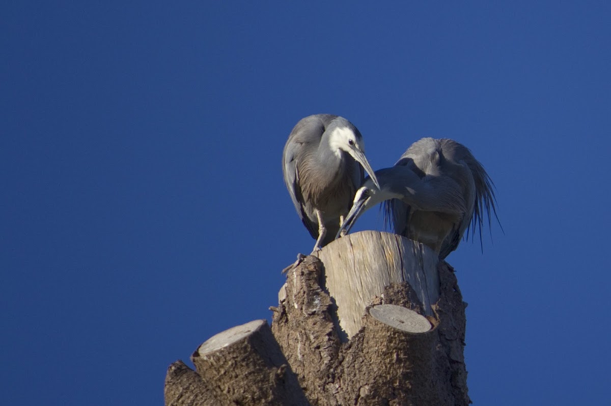 White faced Heron