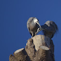 White faced Heron
