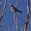 Female House Finch