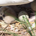 Swans and Cygnets