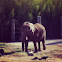 African Elephant