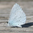 Holly Blue (Faulbaum-Bläuling)