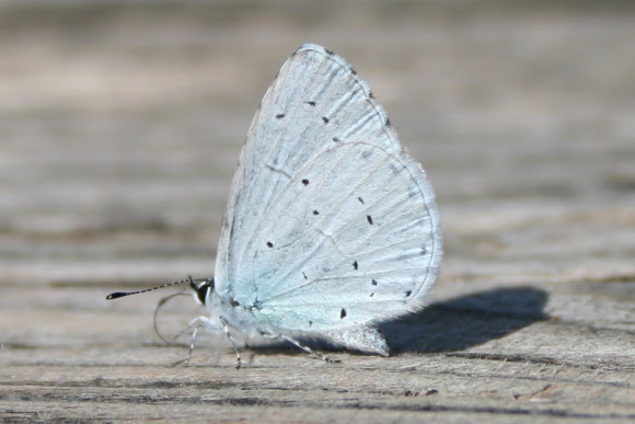 Spotting Image 1