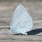 Holly Blue (Faulbaum-Bläuling)