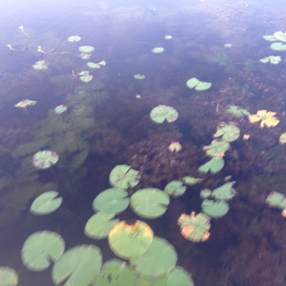 Spotting Image 1