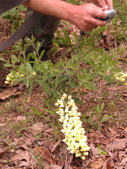 Spotting Image 1