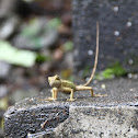 lizard